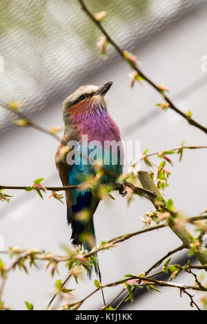 Das lilac-breasted roller Vogel (Coracias caudatus) im Regen Stockfoto