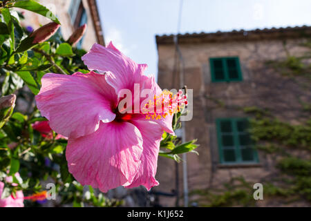 Big Pink Hibiscus, stieg von Sharon Blume Blüte auf ein Haus in der Altstadt von Arta, Mallorca, Spanien Stockfoto