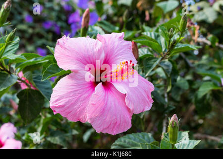 Big Pink Hibiscus, stieg von Sharon Blume Blüte in der Altstadt von Arta, Mallorca, Spanien Stockfoto