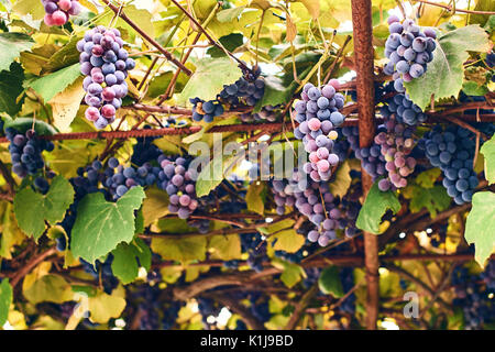 Weintrauben im Herbst Weinberg Stockfoto