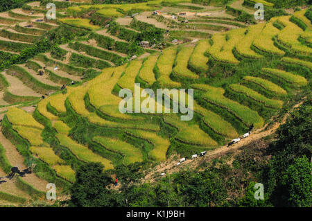 Terraced Rice Feld in Sapa, Vietnam. Terrassierten Reisfelder sind weit verbreitet in Reis, Weizen und Gerste Landwirtschaft in Ost-, Süd-, und Südostasien verwendet. Stockfoto