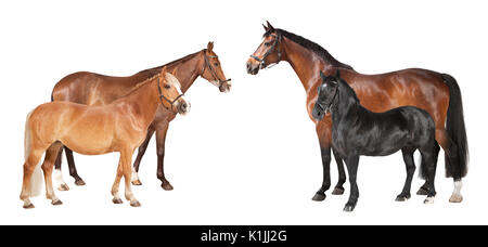 Reiten Pferde und Ponys vor weißem Hintergrund Stockfoto