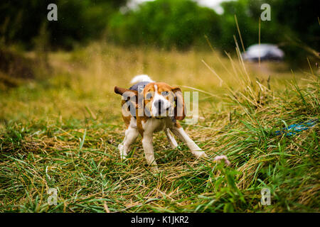 Glücklicher Hund nach dem Schwimmen im See Spaziergänge im Park Stockfoto