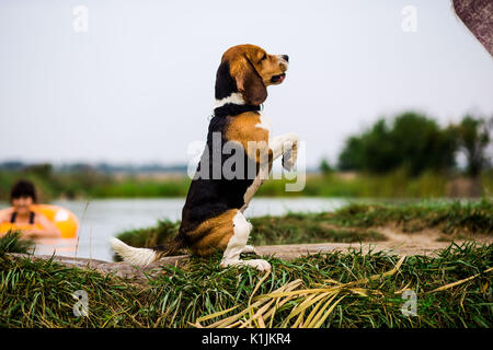 Glücklicher Hund nach dem Schwimmen im See Spaziergänge im Park Stockfoto