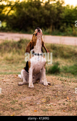 Beagle Hund, der nach dem Schwimmen im See ist Spielen und Bellen mit Freude. Stockfoto