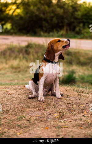 Beagle Hund, der nach dem Schwimmen im See ist Spielen und Bellen mit Freude. Stockfoto