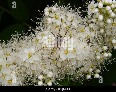 Prunus serotina, Black Cherry, close-up Spider, blütenkopf; frische, Schönheit der Natur, blühen wunderschön zarten Blüten Stockfoto