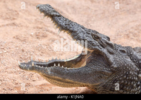 Ein Krokodil Stockfoto