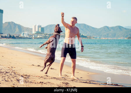 Mann spielt mit Hund American Pit Bull Terrier am Strand. Hund springt hoch Stockfoto