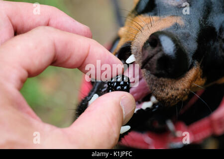 Ein Hund, eine frisch gepflückte Black von seinem Besitzer hand Stockfoto