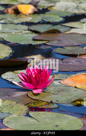 Windsor, Großbritannien. 25 August, 2017. Seerosen auf Kuh Teich im Windsor Great Park. Stockfoto