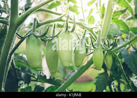 San Marzano Tomaten, Unreife und mit Sun Flair in den Hintergrund. Stockfoto