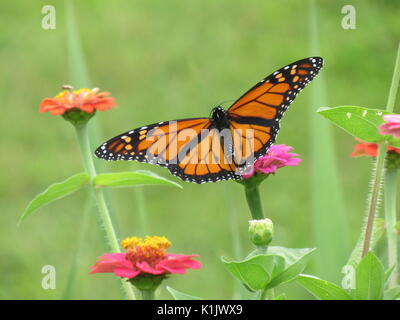 Monarch butterfly auf Rosa zinnia Stockfoto