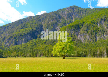 Ulme auf Wiese mit Bergen im Hintergrund, im Tal Logarska dolina, Logar-tal, Slowenien Stockfoto