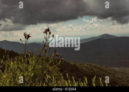 Pfeifenwinde Swallowtail Schmetterlinge Wildblumen wie die hohen Distel kann aus der Straße entlang der Blue Ridge Parkway in North Carolina. Stockfoto