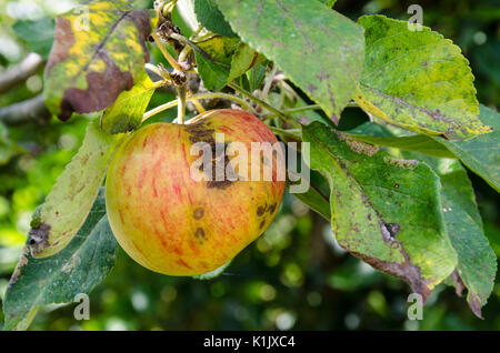 Ein Apple mit Apple scab wächst auf einem Apfelbaum in einem Garten auf der Rückseite. Stockfoto