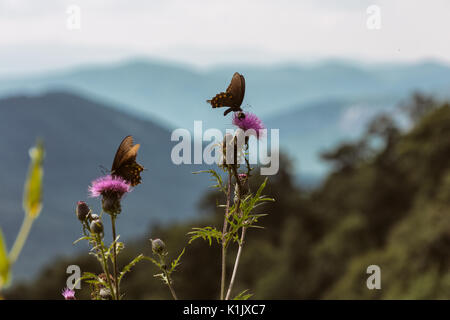 Pfeifenwinde Swallowtail Schmetterlinge Wildblumen wie die hohen Distel kann aus der Straße entlang der Blue Ridge Parkway in North Carolina. Stockfoto