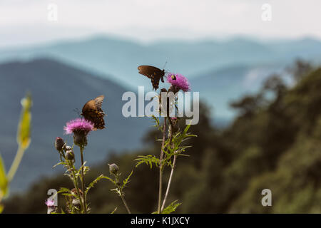 Pfeifenwinde Swallowtail Schmetterlinge Wildblumen wie die hohen Distel kann aus der Straße entlang der Blue Ridge Parkway in North Carolina. Stockfoto