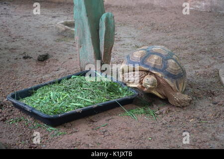 Eine große Schildkröte essen frisches Gemüse morning glory Stockfoto