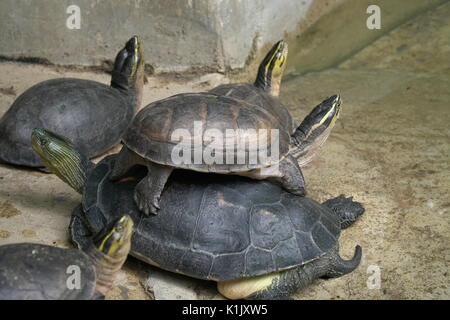 Closeup Bild der Gruppe kleine Schildkröten auf schauen Sie in den Himmel Stockfoto