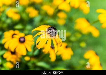 Makro Nahaufnahme des gelben Black Eyed Susan daisy flower mit scharfen Fokus auf schwarzen Zentrum Kopf Stockfoto