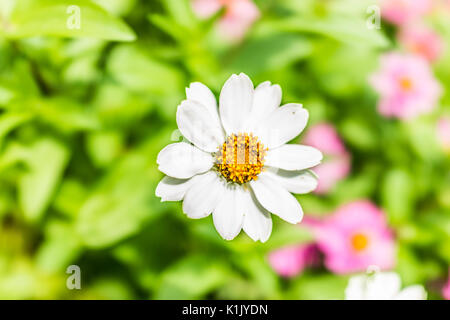 Makro Nahaufnahme von White zinnia Blume im Garten Übersicht detail, Textur und bokeh Hintergrund Stockfoto