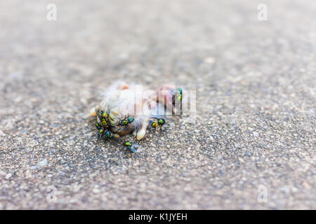 Makro Nahaufnahme des toten Baby sparrow vogel küken Zerlegen mit grünen Fliegen und Ameisen essen Stockfoto