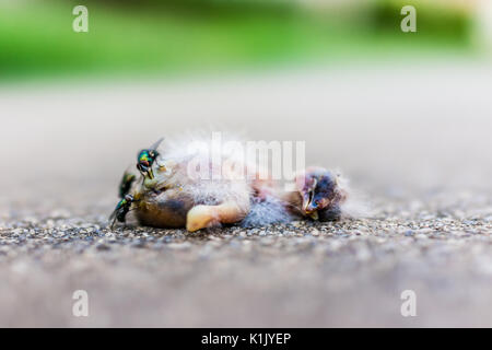Makro Nahaufnahme des toten Baby sparrow vogel küken Zerlegen mit grünen Fliegen und Ameisen essen Stockfoto