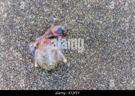 Makro Nahaufnahme des toten Baby sparrow vogel küken Zerlegen mit grünen Fliegen und Ameisen essen Stockfoto
