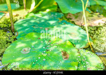 Makro Nahaufnahme von großen Wassertropfen auf Lily lotus Pads im Teich Sumpf während der sonnigen Sommer Stockfoto