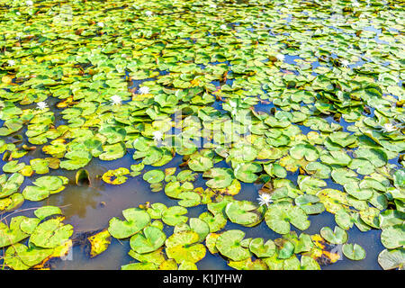 Vielen blühenden Blumen mit hellen Lily Pads im Teich Stockfoto