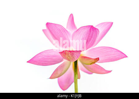 Makro Nahaufnahme von isolierten hellem Weiß und Pink Lotus Flower gegen Sky Stockfoto