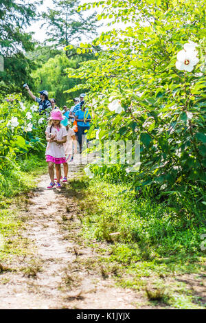 Washington DC, USA - 23. Juli 2017: Viele blühende Rosa Hell Lotus Blumen im Teich mit Touristen Menschen und Kinder zu Fuß auf den Weg Stockfoto