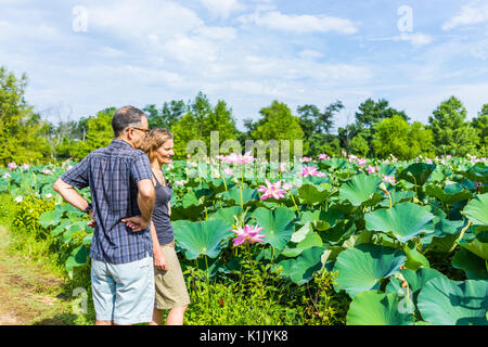 Washington DC, USA - 23. Juli 2017: Viele blühende Rosa Hell Lotus Blumen im Teich mit Touristen Menschen Bilder aufnehmen Stockfoto