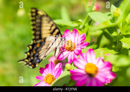 Ein eastern Tiger swallowtail gelben Schmetterling auf Lila Rosa zinnia Blumen im Sommer Garten Makro Nahaufnahme Stockfoto