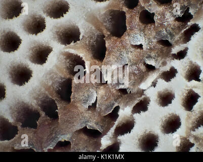 Licht Schliffbild einer Unterseite von Ganoderma applanatum (Artist's Conk), beschädigt und unbeschädigt Poren; abgebildete Fläche ist etwa 1,5 mm Breite Stockfoto