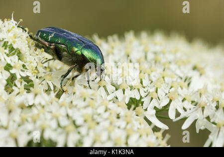 Eine hübsche Rose Käfer oder die Grüne rose Käfer Käfer (Cetonia aurata) nectaring auf einer Blume. Stockfoto
