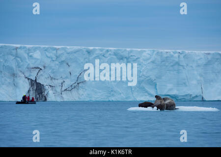 Norwegen, Spitzbergen, Nordaustlandet, Nordaust-Svalbard Nature Reserve, Austfonna Eiskappe. Brasvellbreen Gletscher, dem längsten Gletscher Gesicht. Stockfoto