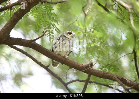 Gefleckte owlet (Athene brama) in den Khao Yai Nationalpark, Thailand Stockfoto