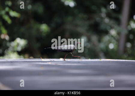 Coral-billed Ground Kuckuck (Carpococcyx renauldi) in den Khao Yai Nationalpark, Thailand Stockfoto