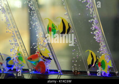 Fancy Fische im Aquarium Stockfoto