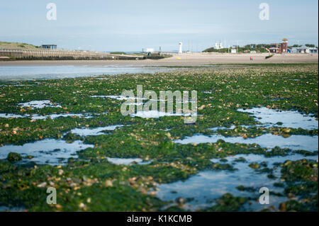 Rock Pools und Algen bei Ebbe am Strand von Littlehampton, West Sussex, England. Stockfoto