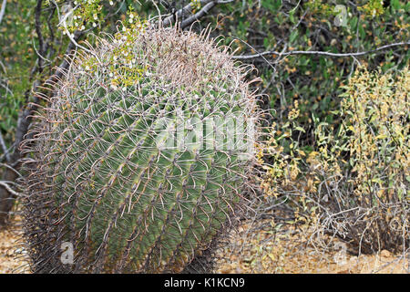 Angelhaken barrel Cactus mit unscharfen Hintergrund Kopie Platz im Saguaro National Park in der Nähe von Tucson, Arizona, USA. Stockfoto