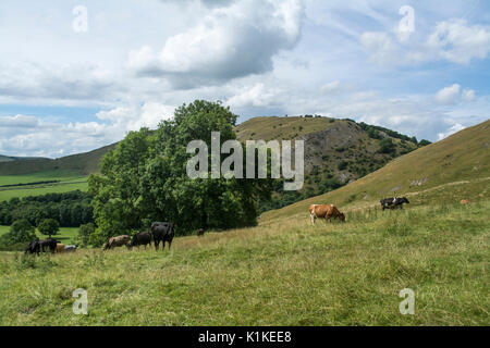 Sturmwolken über Kühe in einem Feld in Dovedale in Derbyshire, England, Großbritannien Stockfoto