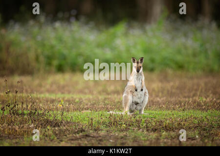 Red-necked Wallaby. Im Südosten von Queensland, Australien fotografiert. Stockfoto