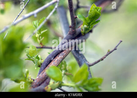 Winzige Blätter angehende auf einem wilden Weinrebe Stockfoto