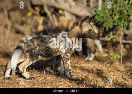 Afrikanischer Wildhund (Lycaon pictus), Welpe, Zimanga Game Reserve, KwaZulu-Natal, Südafrika Stockfoto