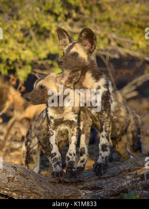 Afrikanische Wildhunde (Lycaon pictus), Welpen auf Baumstumpf, Zimanga Game Reserve, KwaZulu-Natal, Südafrika Stockfoto