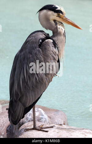 Graureiher (Ardea cinerea), auf einem Bein stehen, Baden-Württemberg, Deutschland Stockfoto