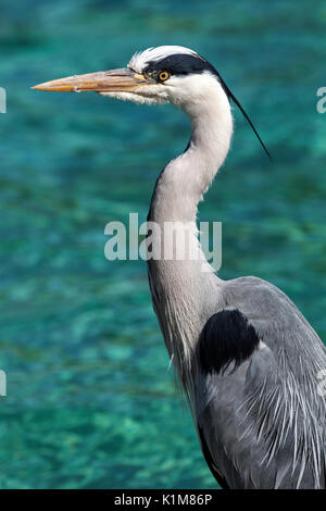 Graureiher (Ardea cinerea), Baden-Württemberg, Deutschland Stockfoto